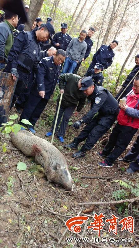 野猪群破坏村民庄稼 渭南民警击毙4头野猪