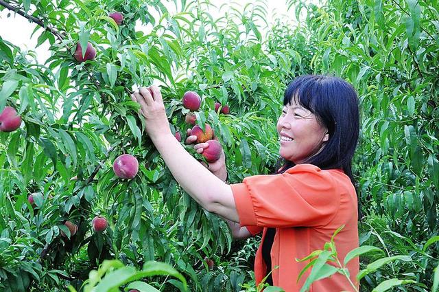 大荔一对“愚公夫妻”坚守荒漠5年建起花果山
