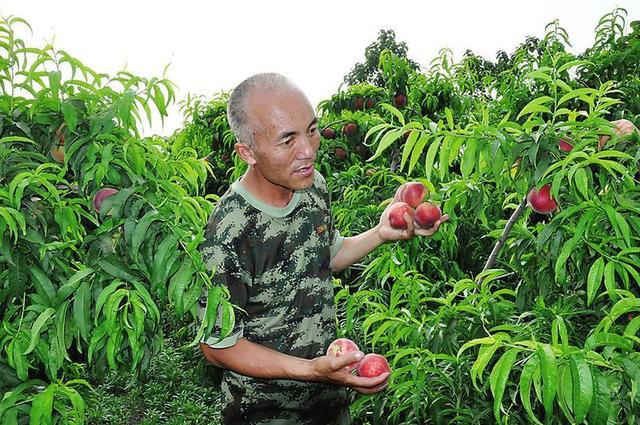 大荔一对“愚公夫妻”坚守荒漠5年建起花果山