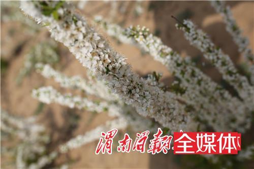 大荔金沙洼钙果基地 有一片并不多见的花海