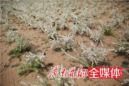 大荔金沙洼钙果基地 有一片并不多见的花海