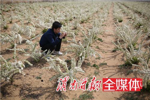 大荔金沙洼钙果基地 有一片并不多见的花海
