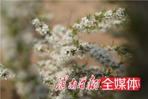 大荔金沙洼钙果基地 有一片并不多见的花海