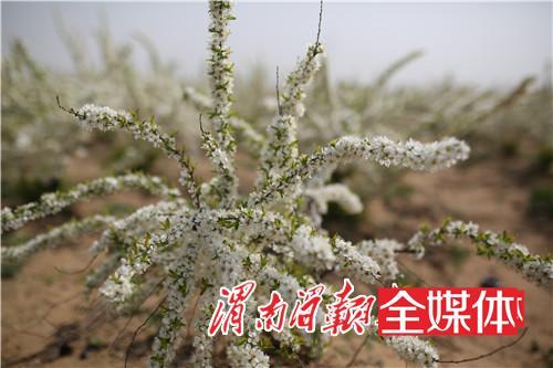 大荔金沙洼钙果基地 有一片并不多见的花海
