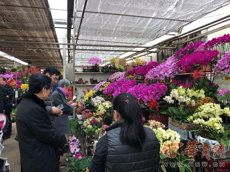 探访花卉市场 "年花"杜鹃花,蝴蝶兰,君子兰走俏